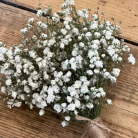 Gypsophila photo