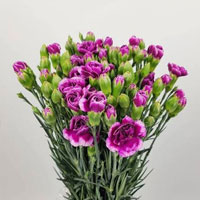Spray Carnation photo