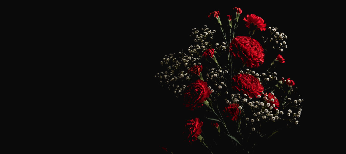 Placeholder — dark still-life photograph of gypsophila and a single white lisianthus