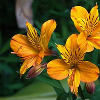 Alstroemeria photo