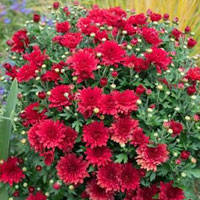 Chrysanthemum photo