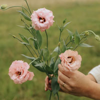 Lisianthus photo