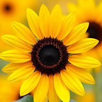 Sunflower photo