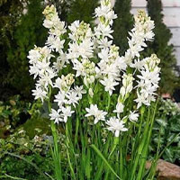 Tuberose photo